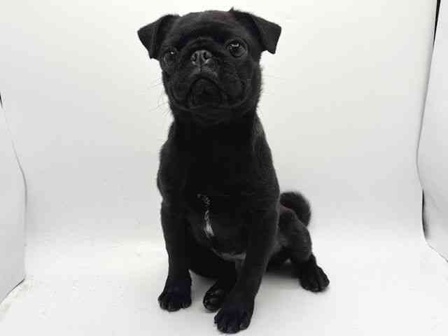 大阪府のパグ (ひごペットフレンドリーみのおキューズモール店/2025年7月16日生まれ/男の子/ブラック)の子犬の2枚目の画像