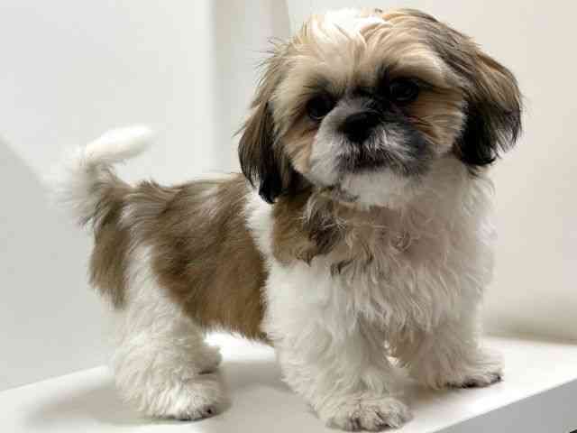 奈良県のシーズー (ひごペットフレンドリーイオンモール橿原ウエスト・ビレッジ店/2025年7月19日生まれ/男の子/ゴールドホワイト)の子犬の2枚目の画像