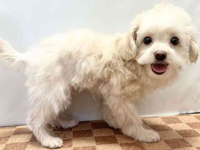 愛媛県のハーフ犬・ミックス犬 (ひごペットフレンドリーエミフルMASAKI店/2025年7月18日生まれ/男の子/クリーム)の子犬の2枚目の画像