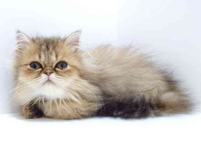 大阪府のエキゾチック (ひごペットフレンドリーいこらもーる泉佐野店/2025年7月16日生まれ/女の子/チンチラゴールデン)の子猫の2枚目の画像