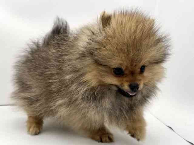 兵庫県のポメラニアン (ひごペットフレンドリークラウンパーク伊丹店/2025年7月18日生まれ/男の子/オレンジ)の子犬の2枚目の画像