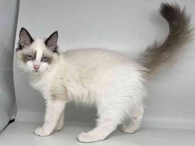 徳島県のラグドール (ひごペットフレンドリーゆめタウン徳島店/2025年7月15日生まれ/女の子/シールポイントバイカラー)の子猫の2枚目の画像