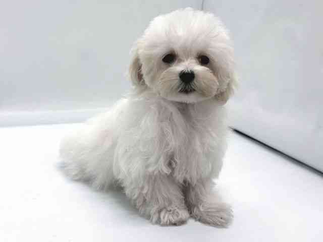 京都府のマルプー(マルチーズ×プードル) (ひごペットフレンドリー京都店/2025年7月18日生まれ/男の子/ホワイトクリーム)の子犬の2枚目の画像