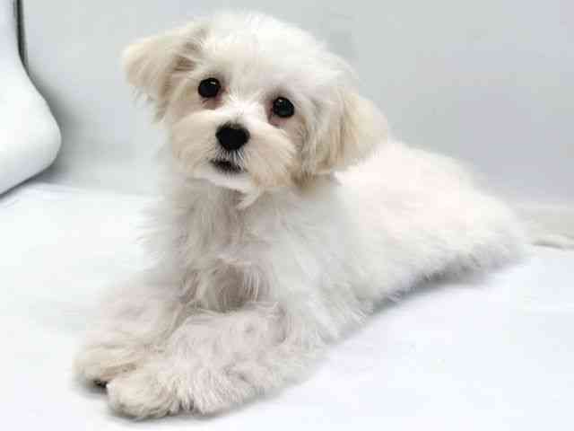 京都府のマルプー(マルチーズ×プードル) (ひごペットフレンドリー京都店/2025年7月18日生まれ/男の子/ホワイトクリーム)の子犬の2枚目の画像