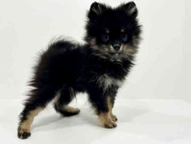 兵庫県のポメチワ/チワポメ/ポメチー(ポメラニアン×チワワ) (ひごペットフレンドリークラウンパーク伊丹店/2025年7月18日生まれ/男の子/ブラックタン)の子犬の2枚目の画像