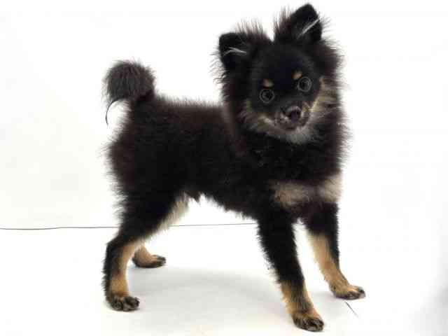 兵庫県のポメチワ/チワポメ/ポメチー(ポメラニアン×チワワ) (ひごペットフレンドリークラウンパーク伊丹店/2025年7月18日生まれ/男の子/ブラックタン)の子犬の2枚目の画像