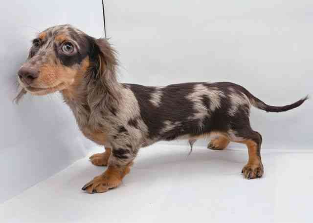 島根県のミニチュアダックスフンド(ロング) (ひごペットフレンドリーイオン松江ショッピングセンター店/2025年7月18日生まれ/男の子/チョコレートダップル)の子犬の2枚目の画像