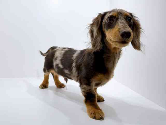 広島県のミニチュアダックスフンド(ロング) (ひごペットフレンドリーフジグラン神辺店/2025年7月18日生まれ/男の子/チョコレートダップル)の子犬の2枚目の画像