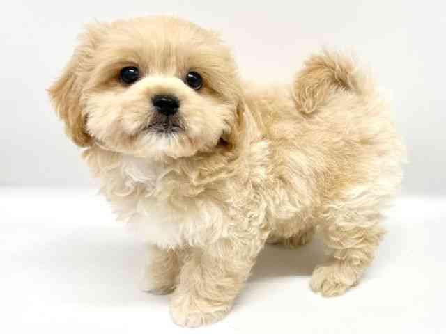 大阪府のハーフ犬・ミックス犬 (ひごペットフレンドリーイオンタウン豊中庄内店/2025年7月19日生まれ/男の子/クリーム)の子犬の2枚目の画像