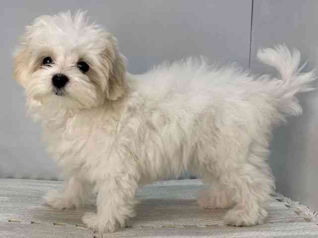 島根県のハーフ犬・ミックス犬 (ひごペットフレンドリーイオンモール出雲店/2025年7月17日生まれ/女の子/ホワイト)の子犬の2枚目の画像