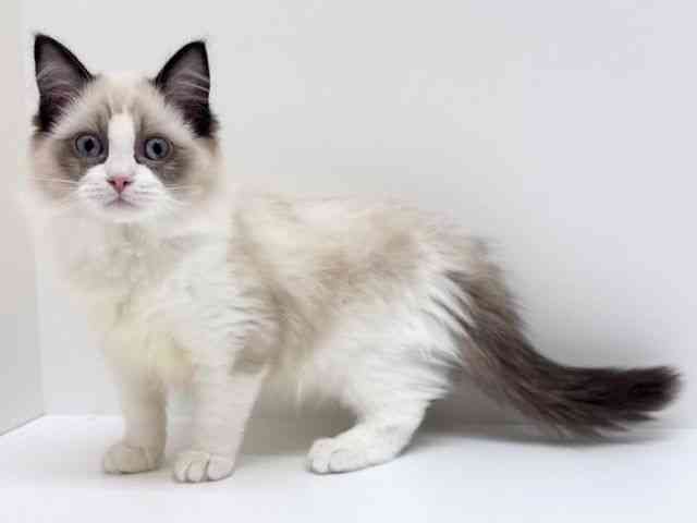 兵庫県のラグドール (ひごペットフレンドリーブルメールHAT神戸店/2025年7月15日生まれ/女の子/シールポイントバイカラー)の子猫の2枚目の画像