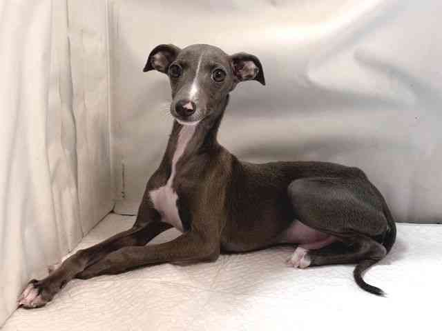 大阪府のイタリアングレーハウンド (ひごペットフレンドリー堺プラットプラット店/2025年7月16日生まれ/男の子/ブルーホワイト)の子犬の2枚目の画像