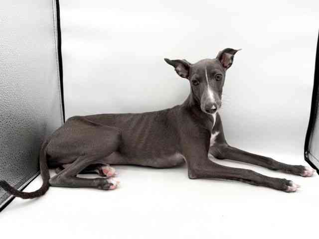 大阪府のイタリアングレーハウンド (ひごペットフレンドリーイオンそよら海老江店/2025年7月16日生まれ/男の子/ブルーホワイト)の子犬の2枚目の画像