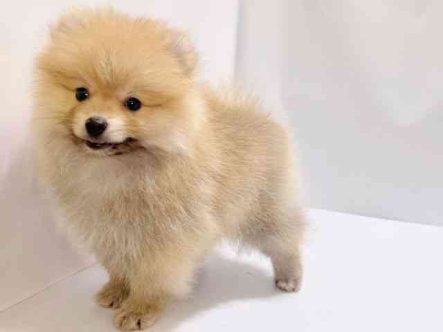 兵庫県のポメラニアン (ひごペットフレンドリーコロワ甲子園店/2025年7月13日生まれ/男の子/オレンジ)の子犬の2枚目の画像
