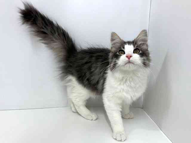 大阪府のノルウェージャンフォレストキャット (ひごペットフレンドリーベルファⅡ都島店/2025年7月18日生まれ/男の子/ブルータビーホワイト)の子猫の2枚目の画像