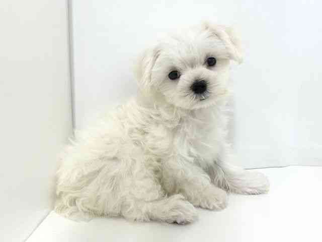 大阪府のマルチーズ (ひごペットフレンドリーベルファⅡ都島店/2025年7月19日生まれ/男の子/ホワイト)の子犬の2枚目の画像