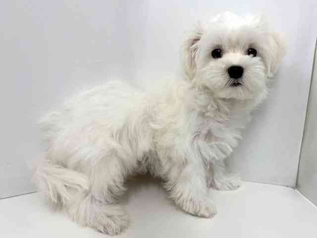 大阪府のマルチーズ (ひごペットフレンドリーベルファⅡ都島店/2025年7月19日生まれ/男の子/ホワイト)の子犬の2枚目の画像