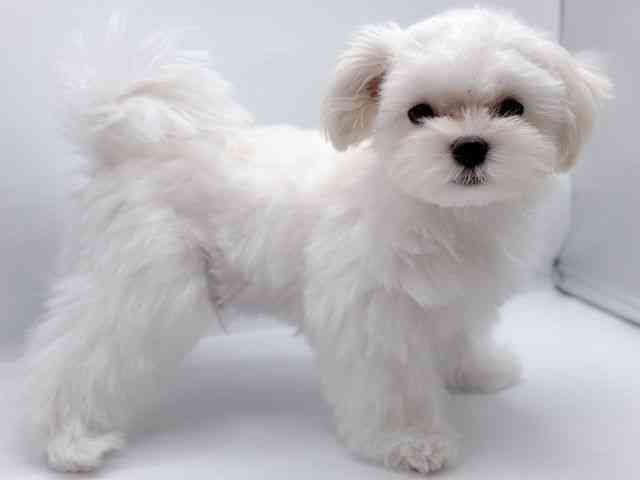 香川県のマルズー/マルシーズ(マルチーズ×シーズー) (ひごペットフレンドリーゆめタウン高松店/2025年7月20日生まれ/男の子/パーティーカラー)の子犬の2枚目の画像