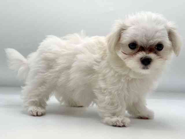 香川県のハーフ犬・ミックス犬 (ひごペットフレンドリーゆめタウン高松店/2025年7月20日生まれ/男の子/パーティーカラー)の子犬の2枚目の画像