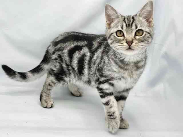 大阪府のアメリカンショートヘアー (ひごペットフレンドリーイトーヨーカドー津久野店/2025年7月21日生まれ/男の子/シルバータビー)の子猫の2枚目の画像