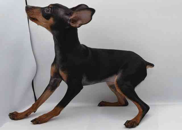 島根県のミニチュアピンシャー (ひごペットフレンドリーイオン松江ショッピングセンター店/2025年7月20日生まれ/女の子/ブラックタン)の子犬の2枚目の画像