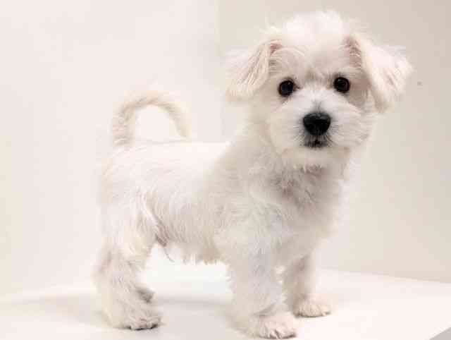 福岡県のハーフ犬・ミックス犬 (ひごペットフレンドリーリバーウォーク北九州店/2025年7月18日生まれ/男の子/ホワイト)の子犬の2枚目の画像