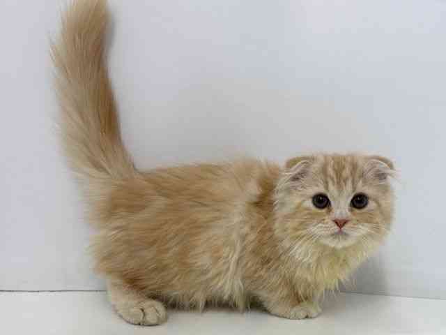大阪府のスコティッシュフォールド (ひごペットフレンドリーベルファⅡ都島店/2025年7月20日生まれ/女の子/クリームタビーホワイト)の子猫の2枚目の画像