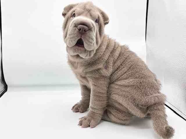 大阪府のシャーペイ (ひごペットフレンドリーららぽーとEXPOCITY店/2025年7月20日生まれ/男の子/イザベラ)の子犬の2枚目の画像