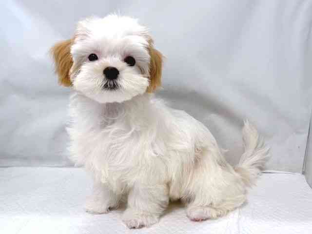 大阪府のハーフ犬・ミックス犬 (ひごペットフレンドリー堺プラットプラット店/2025年7月19日生まれ/男の子/レモンホワイト)の子犬の2枚目の画像