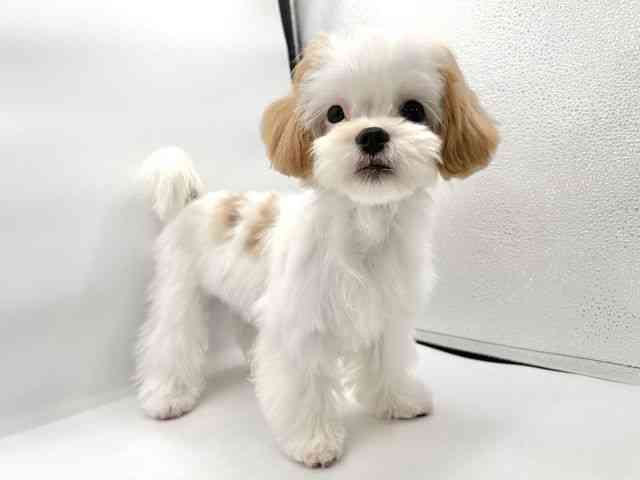 大阪府のマルズー/マルシーズ(マルチーズ×シーズー) (ひごペットフレンドリーイオンそよら海老江店/2025年7月19日生まれ/男の子/レモンホワイト)の子犬の2枚目の画像