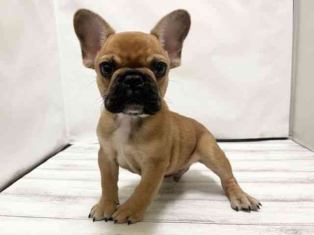 和歌山県のフレンチブルドッグ (ひごペットフレンドリーパームシティ和歌山店/2025年7月20日生まれ/男の子/フォーン)の子犬の2枚目の画像