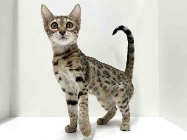 愛知県のベンガル (ひごペットフレンドリーららぽーと名古屋みなとアクルス店/2025年7月19日生まれ/女の子/ブラウンスポットタビー)の子猫の2枚目の画像