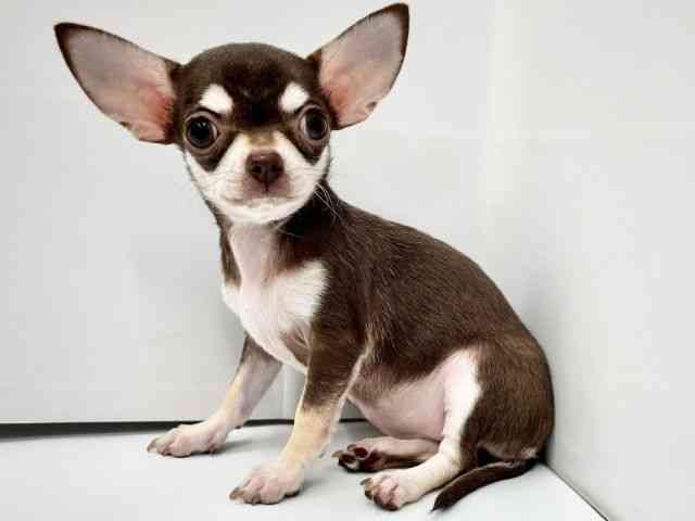 大阪府のチワワ(スムース) (ひごペットフレンドリーイオンタウン茨木太田店/2025年7月21日生まれ/女の子/チョコレートクリーム)の子犬の2枚目の画像