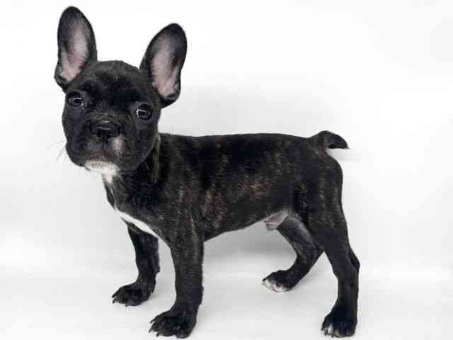 大阪府のフレンチブルドッグ (ひごペットフレンドリー瓜破店/2025年7月19日生まれ/男の子/ブリンドル)の子犬の2枚目の画像