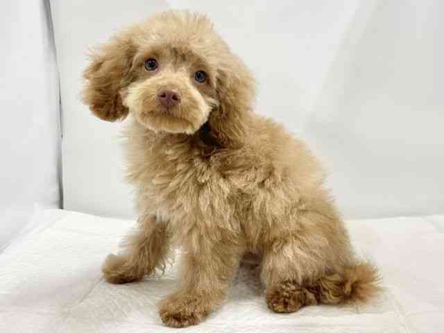 高知県のトイプードル(トイ) (ひごペットフレンドリーイオンモール高知店/2025年7月22日生まれ/男の子/アプリコット)の子犬の2枚目の画像