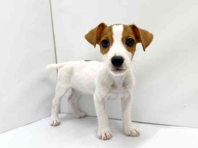 兵庫県のジャックラッセルテリア (ひごペットフレンドリーコロワ甲子園店/2025年7月22日生まれ/女の子/タンホワイト)の子犬の2枚目の画像