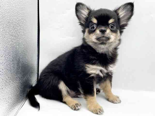 奈良県のチワワ(ロング) (ひごペットフレンドリートナリエ大和高田店/2025年7月21日生まれ/男の子/ブラックタン)の子犬の2枚目の画像