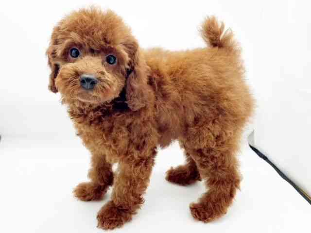 兵庫県のトイプードル(トイ) (ひごペットフレンドリーコロワ甲子園店/2025年7月17日生まれ/男の子/レッド)の子犬の2枚目の画像