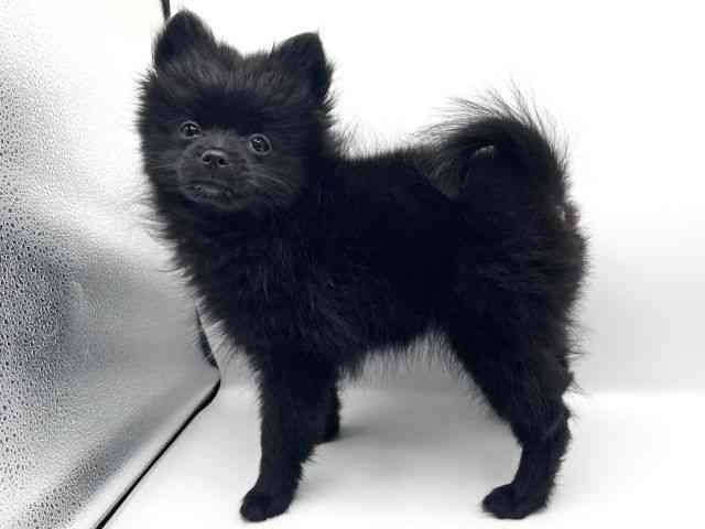 京都府のポメラニアン (ひごペットフレンドリーイオンモール高の原店/2025年7月22日生まれ/女の子/ブラック)の子犬の2枚目の画像