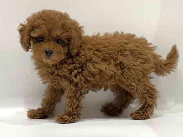 愛知県のトイプードル(トイ) (ひごペットフレンドリーヴィアモール アピタ江南西店/2025年7月21日生まれ/女の子/レッドフォーン)の子犬の2枚目の画像