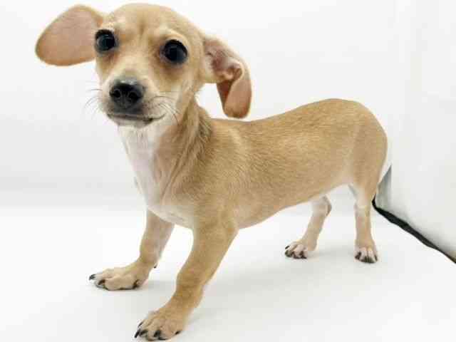 兵庫県のチワックス(チワワ×ダックス) (ひごペットフレンドリーコロワ甲子園店/2025年7月20日生まれ/女の子/レッド)の子犬の2枚目の画像