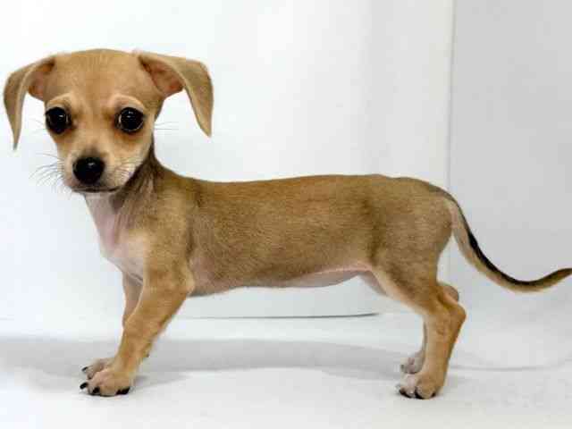 大阪府のチワックス(チワワ×ダックス) (ひごペットフレンドリーイオンそよら海老江店/2025年7月20日生まれ/女の子/レッド)の子犬の2枚目の画像