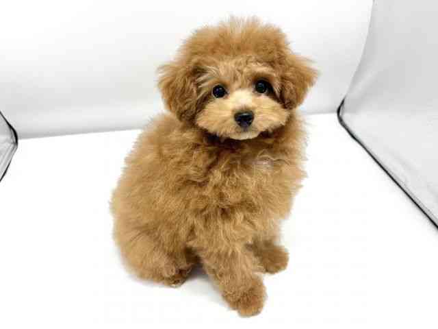 大阪府のトイプードル(トイ) (ひごペットフレンドリーイオンタウン豊中庄内店/2025年7月22日生まれ/男の子/レッド)の子犬の2枚目の画像