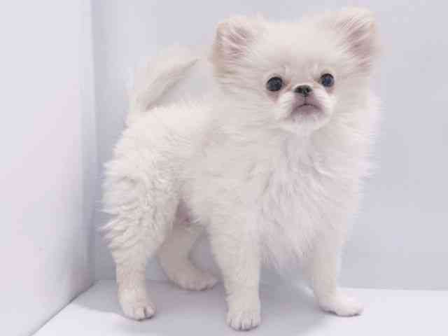 大阪府のペキポメ/ポメペキ(ペキニーズ×ポメラニアン) (ひごペットフレンドリーイズミヤショッピングセンター千里丘店/2025年7月21日生まれ/男の子/ホワイト)の子犬の2枚目の画像
