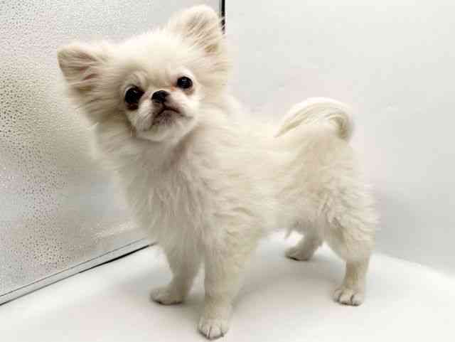 奈良県のペキポメ/ポメペキ(ペキニーズ×ポメラニアン) (ひごペットフレンドリートナリエ大和高田店/2025年7月21日生まれ/男の子/ホワイト)の子犬の2枚目の画像