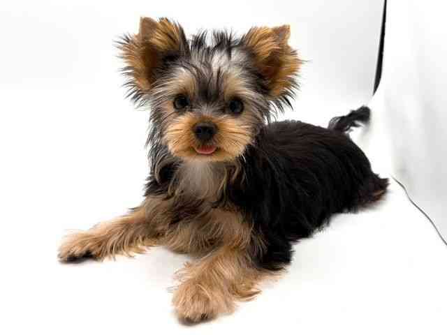奈良県のヨークシャーテリア (ひごペットフレンドリー田原本店/2025年7月21日生まれ/男の子/スチールブルータン)の子犬の2枚目の画像