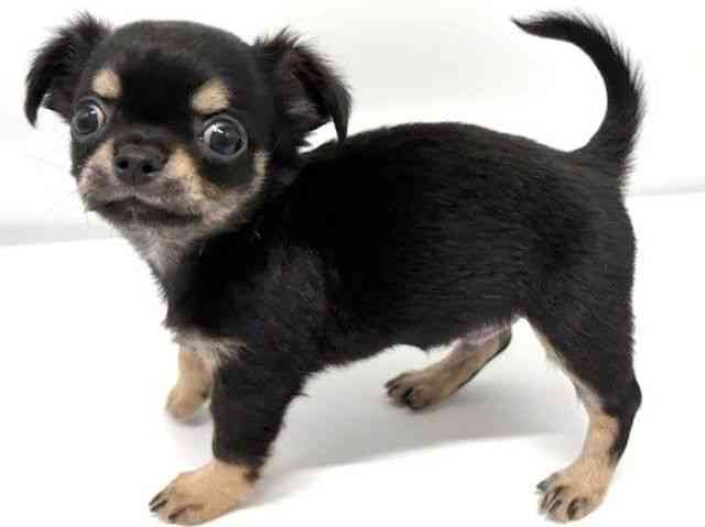 大阪府のチワワ(ロング) (ひごペットフレンドリーイオンタウン豊中庄内店/2025年7月20日生まれ/男の子/ブラックタン)の子犬の2枚目の画像