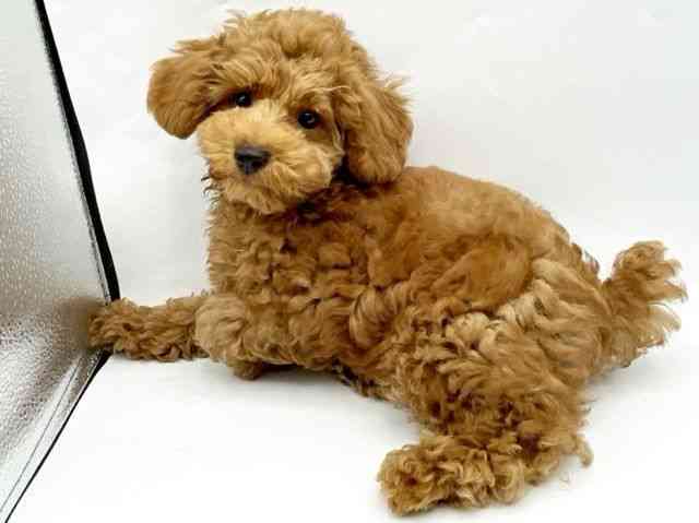 奈良県のトイプードル(トイ) (ひごペットフレンドリートナリエ大和高田店/2025年7月20日生まれ/男の子/レッド)の子犬の2枚目の画像