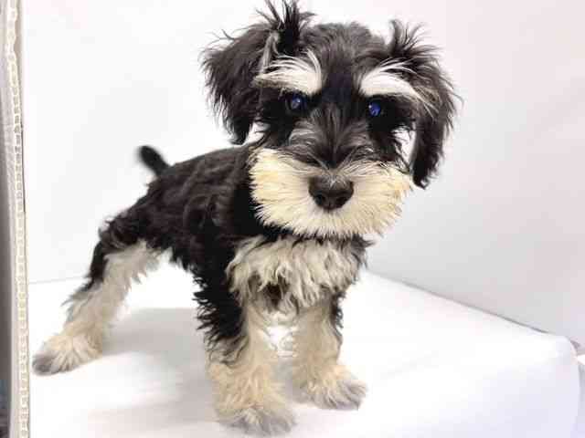 奈良県のミニチュアシュナウザー (ひごペットフレンドリー奈良パワーシティ店/2025年7月15日生まれ/男の子/ブラックシルバー)の子犬の2枚目の画像