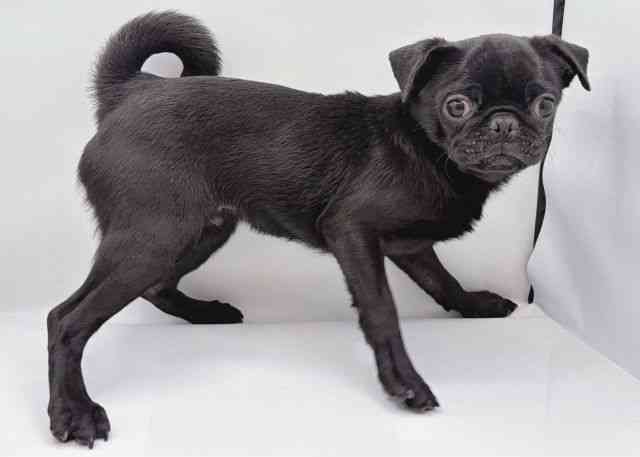 島根県のパグ (ひごペットフレンドリーイオン松江ショッピングセンター店/2025年7月22日生まれ/男の子/ブラック)の子犬の2枚目の画像